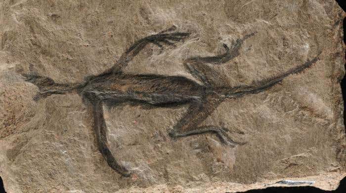 Famous lizard fossil exposed as a forgery