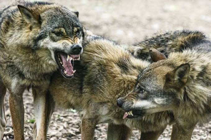 Chernobyl's Mutant Wolves Have Evolved Anti-Cancer Abilities